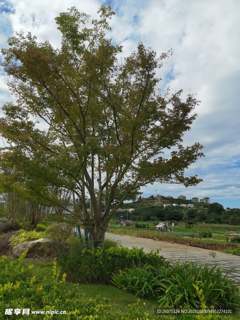 乡村路边绿树风景