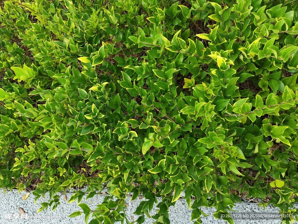 翠绿繁茂的垂蔓植物