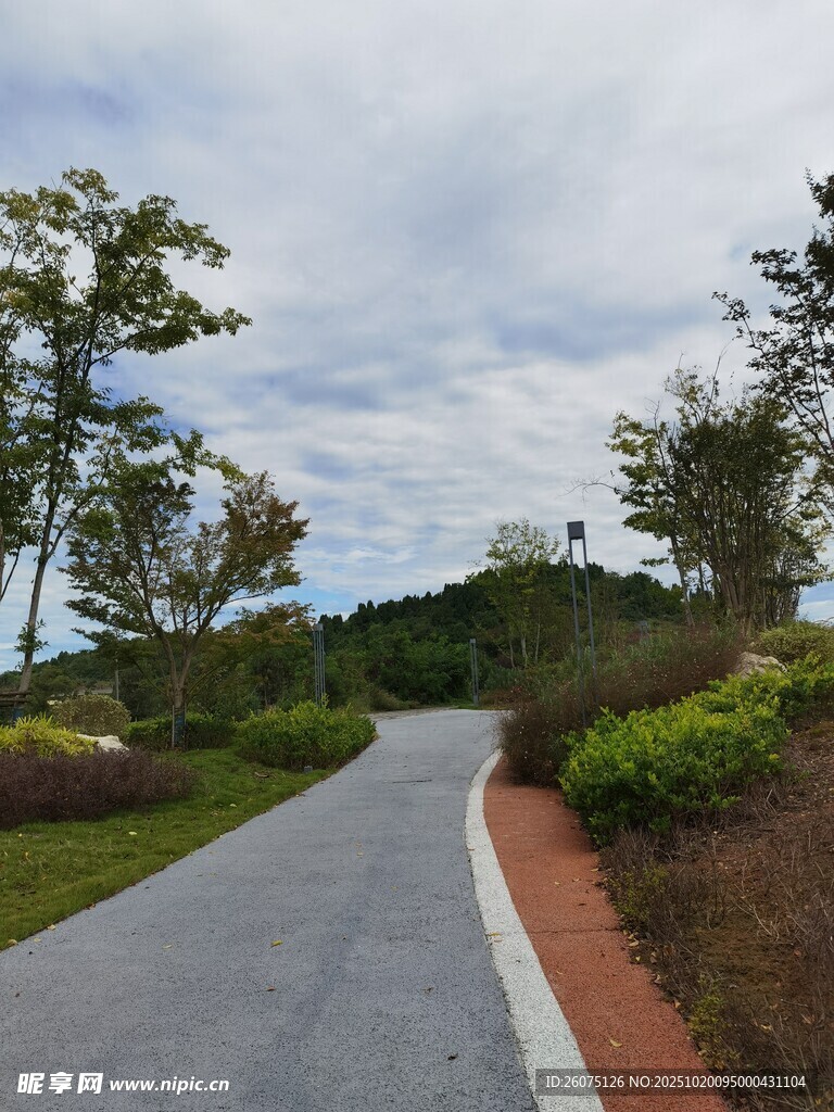 蜿蜒小路旁的绿植景观
