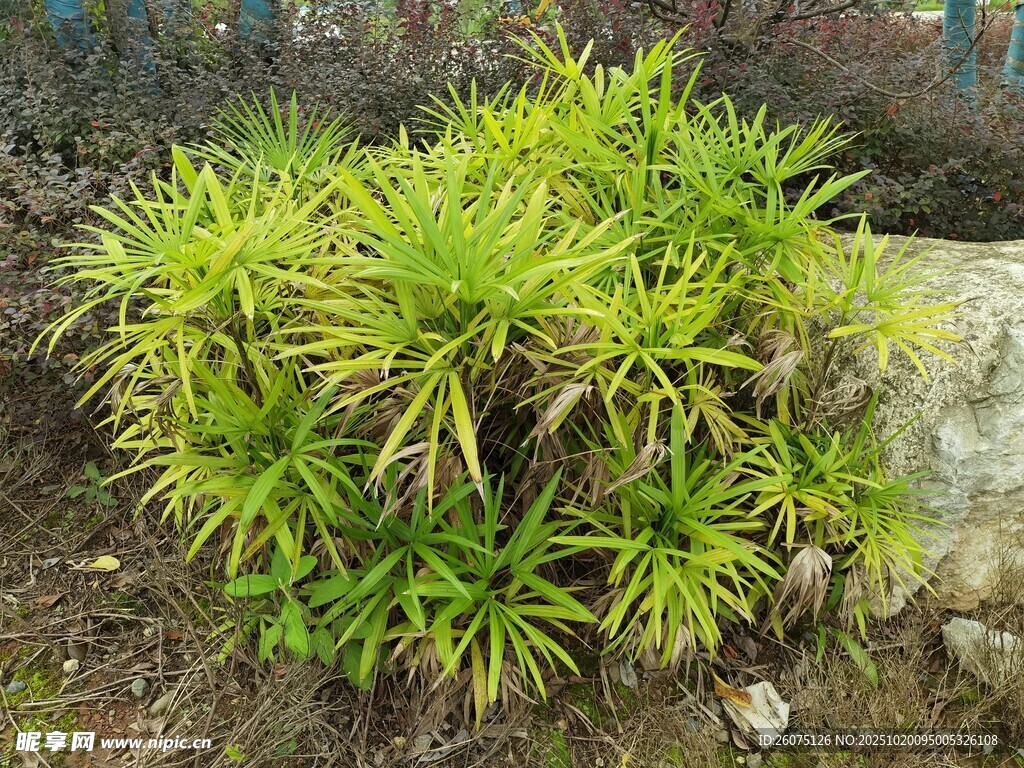 翠绿丛生植物近景