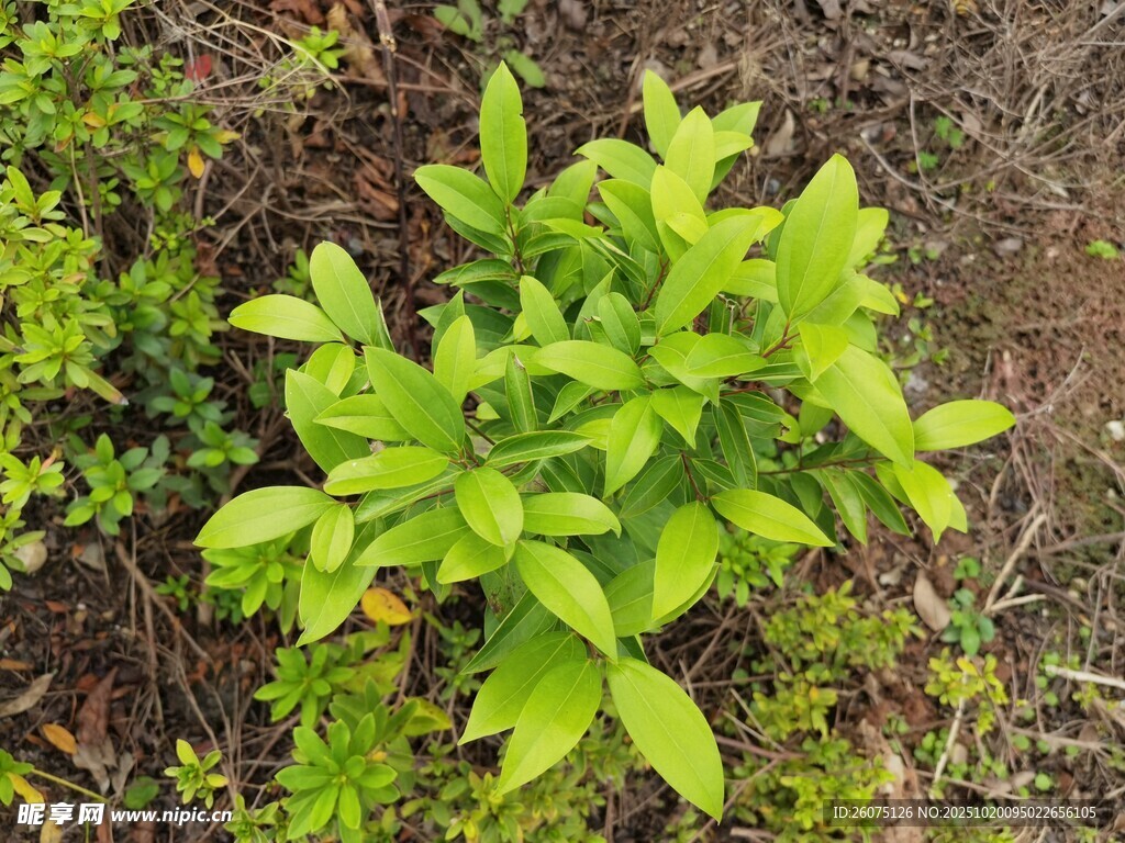 嫩绿植物于泥土中生长