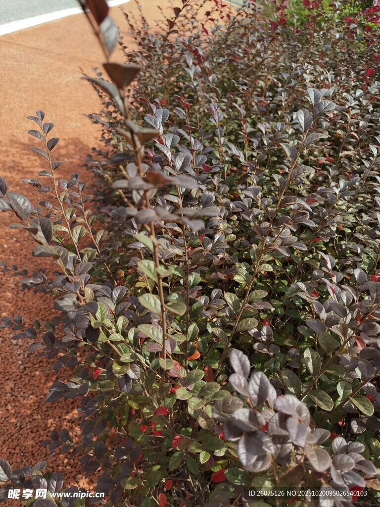 绿叶繁茂的低矮植物