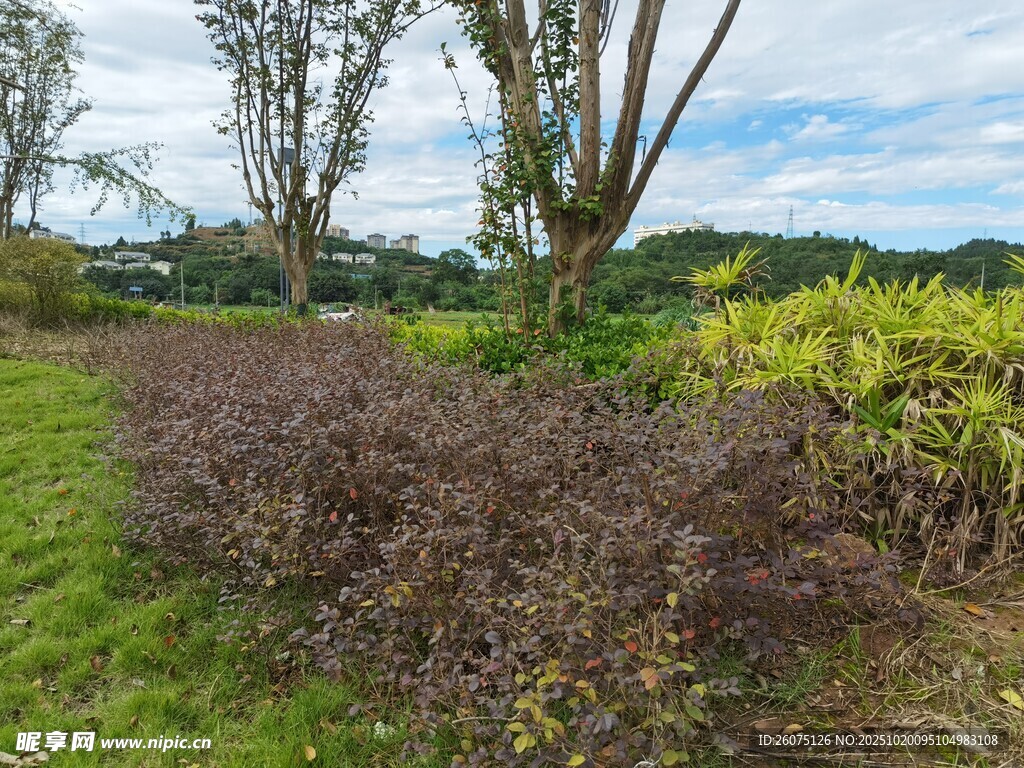 田园绿植景观