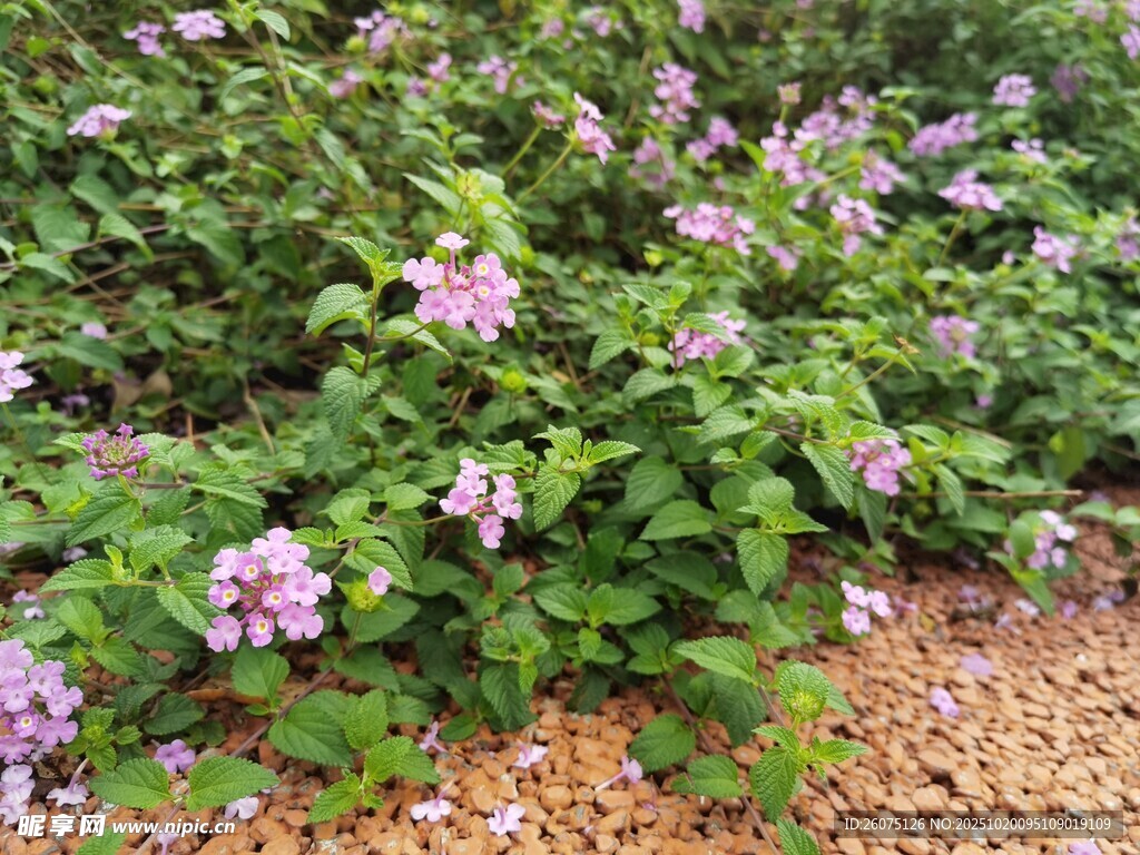 繁茂紫花绿植景观