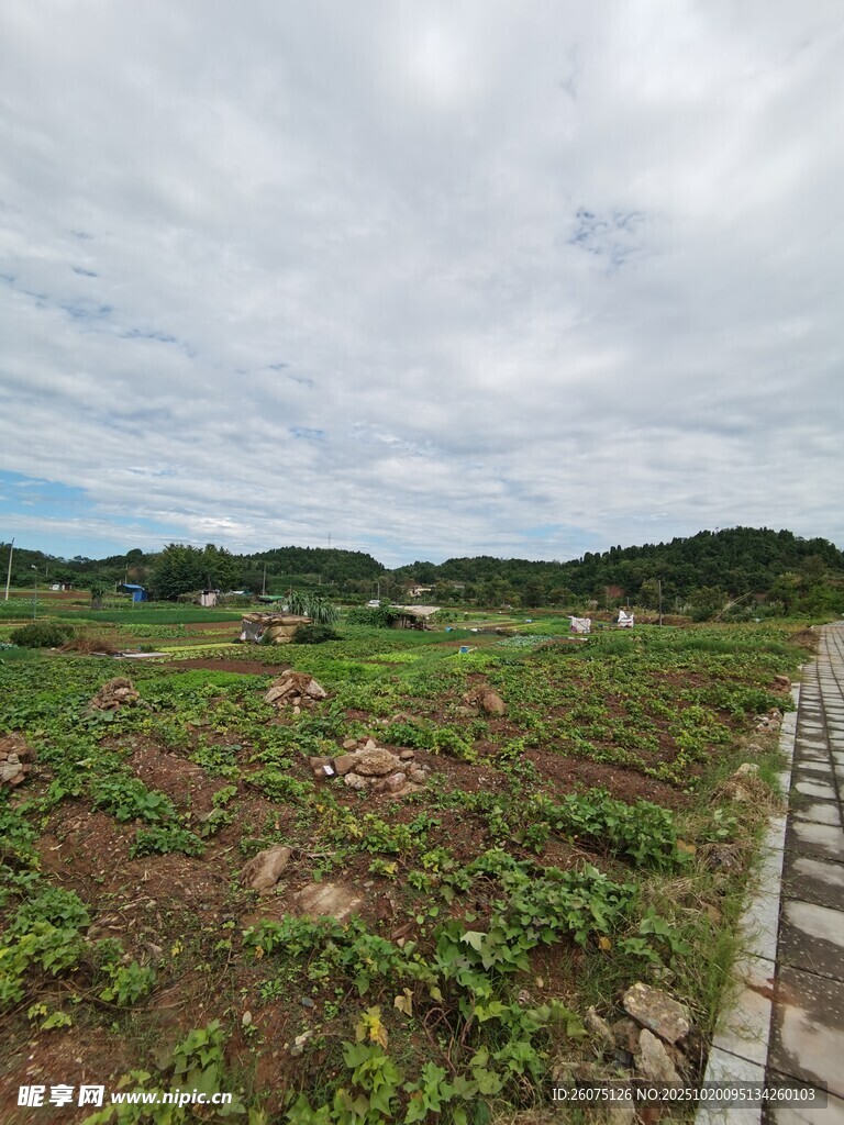 田野风光绿意盎然的景致