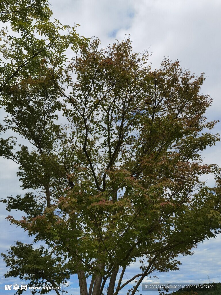 秋日繁茂树木景观