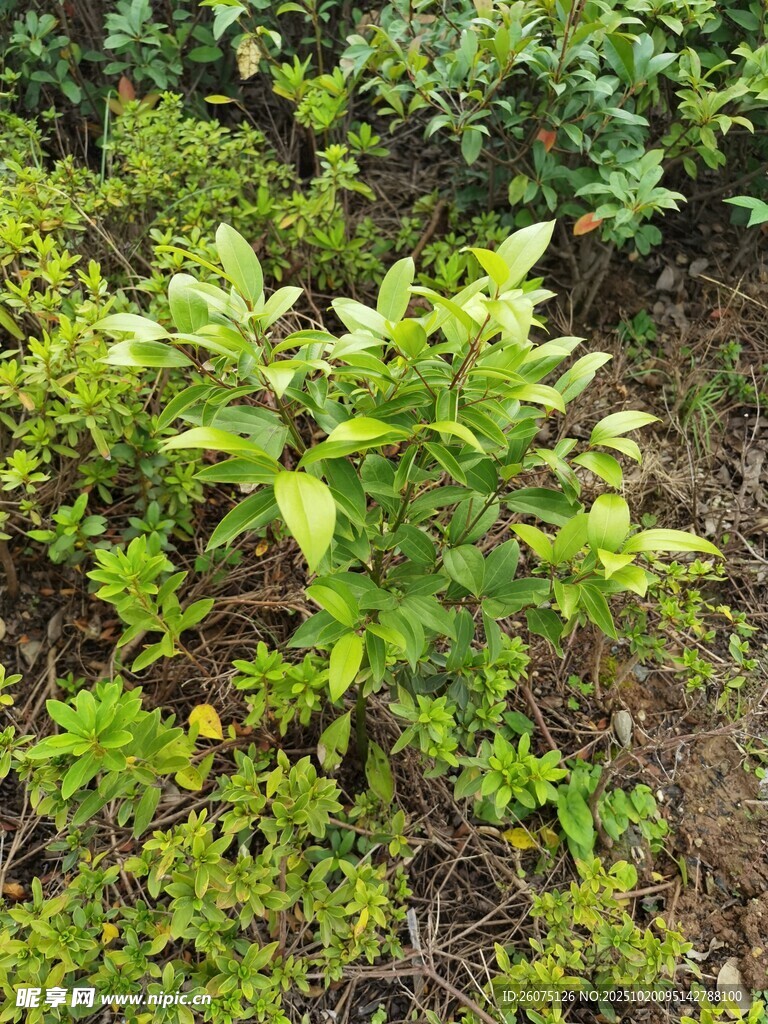 绿叶繁茂的野生植物