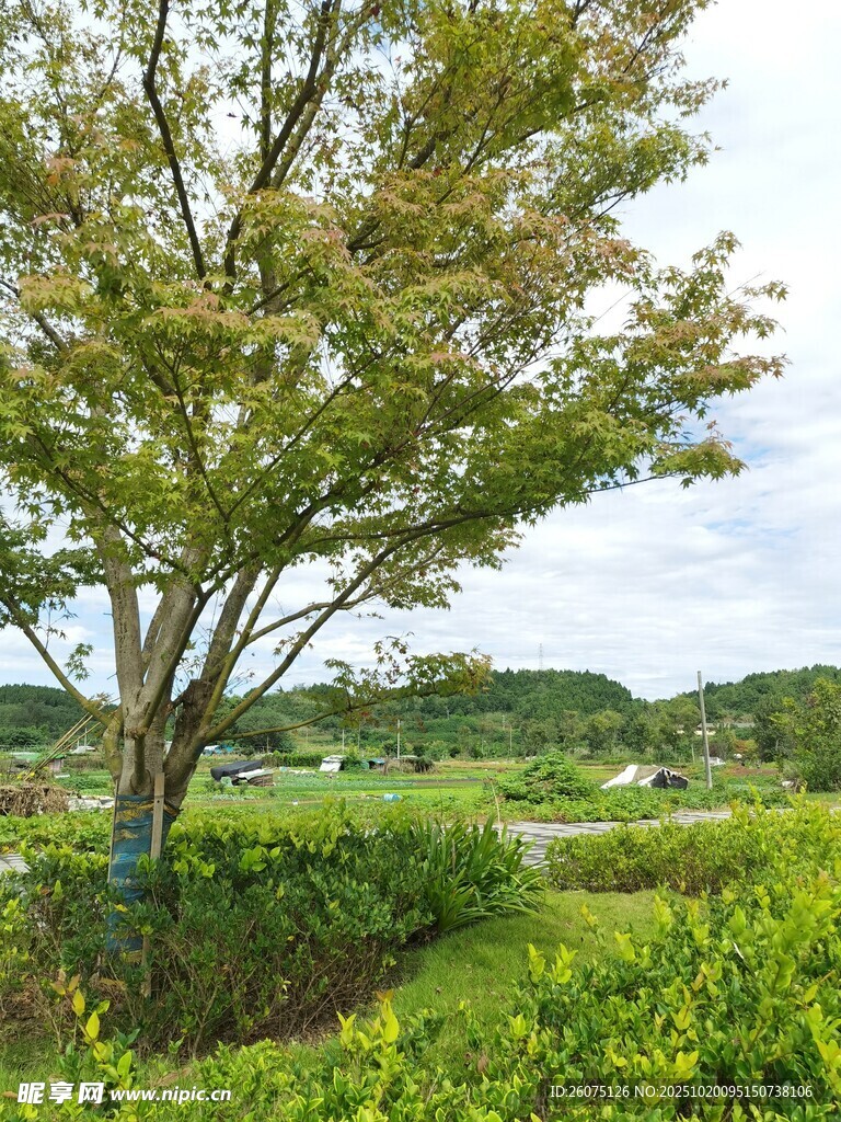 田野中葱郁树木与绿植
