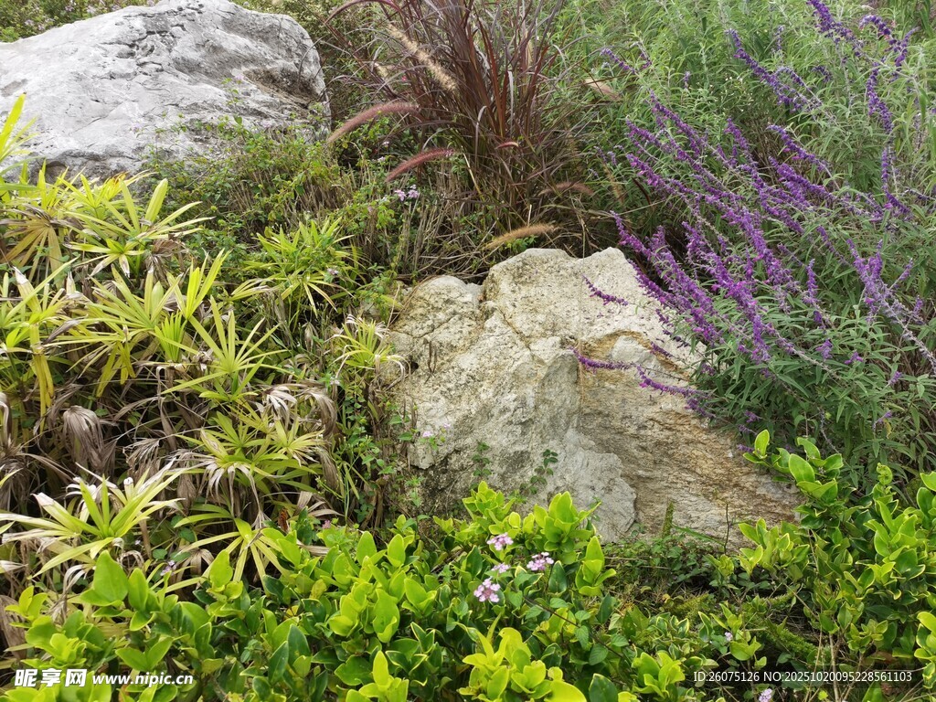 岩石旁的繁茂绿植景观