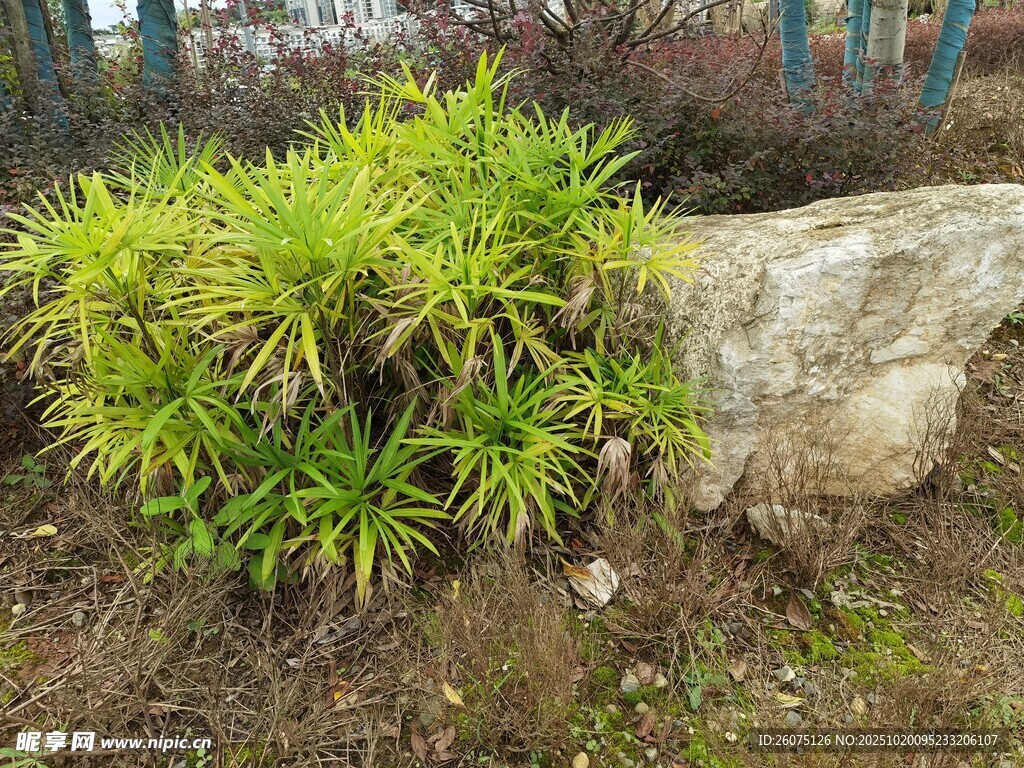 石旁翠绿植物景观