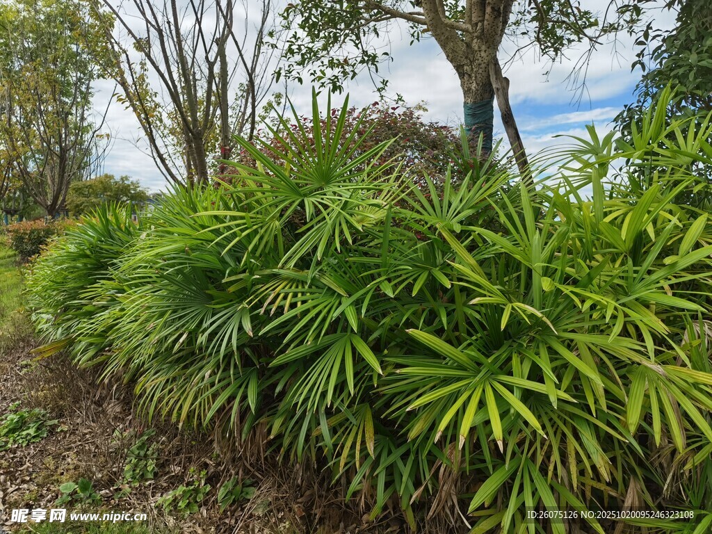 翠绿丛生的观赏植物景观
