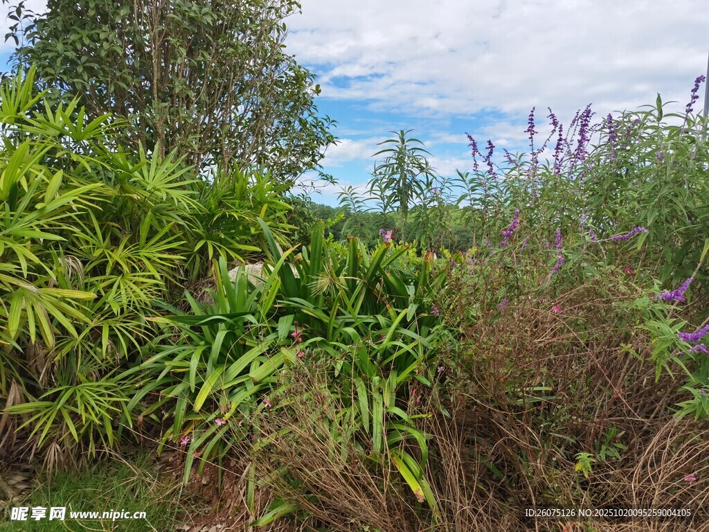 野外繁茂绿植景观