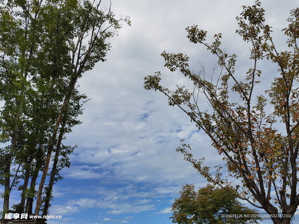 蓝天白云下的树木景观