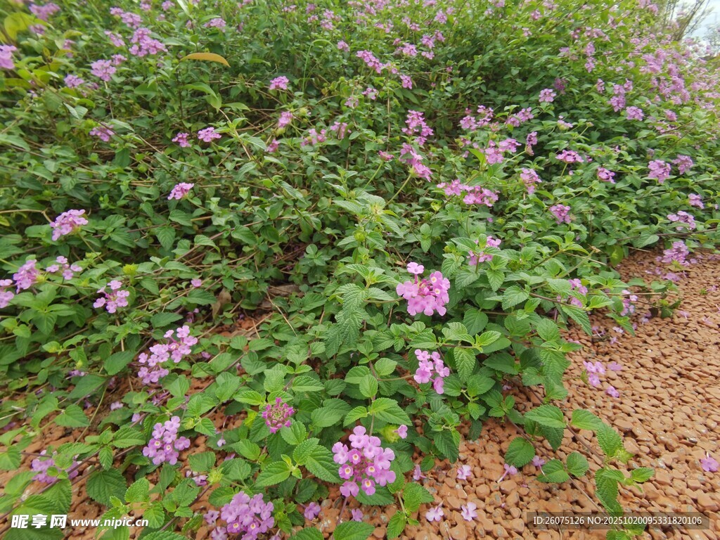 紫色花丛绽放生机