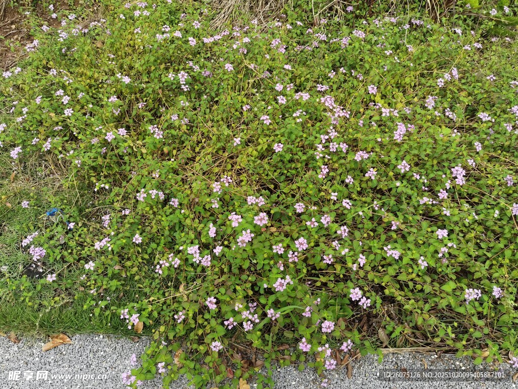 地面繁茂小花绿植景象