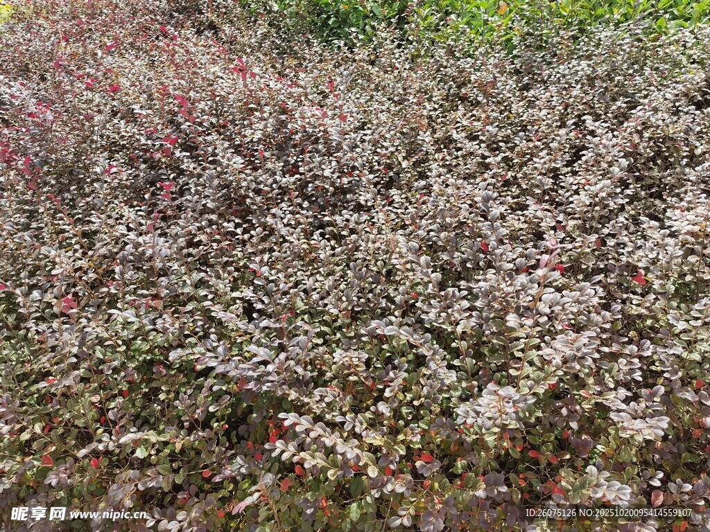 繁花盛开的绚烂植物景观