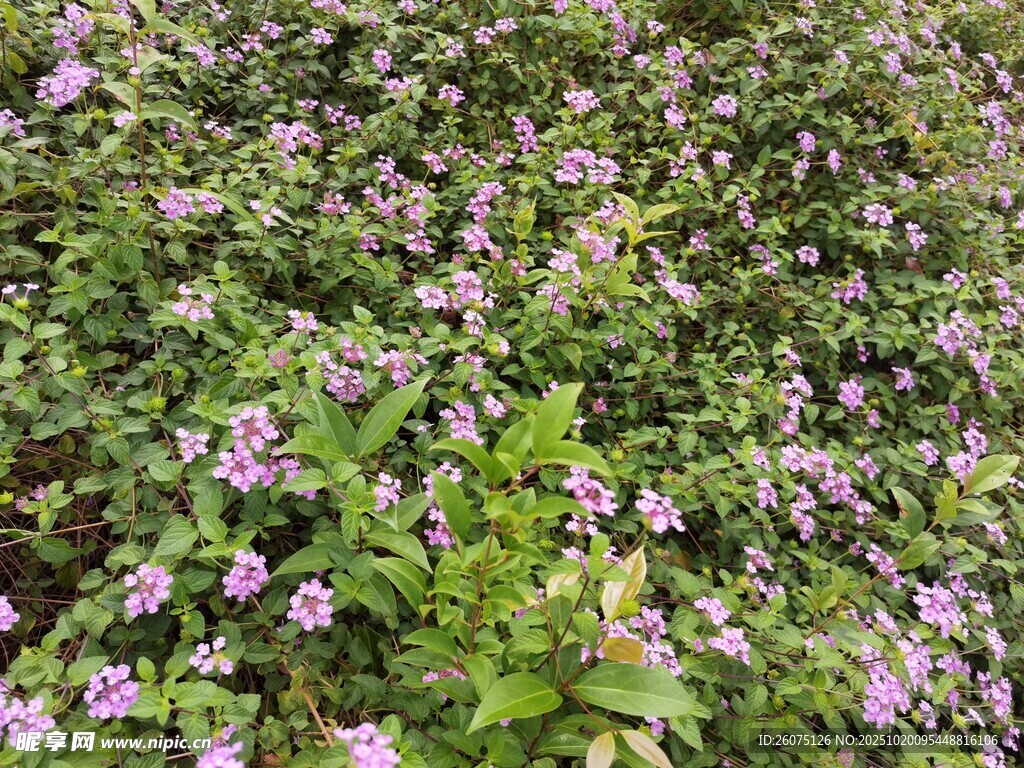 紫色小花铺满绿色草地