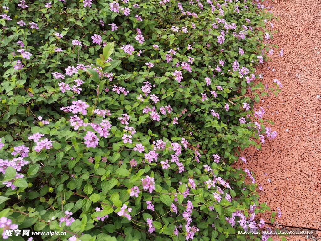 路边绽放的紫色小花