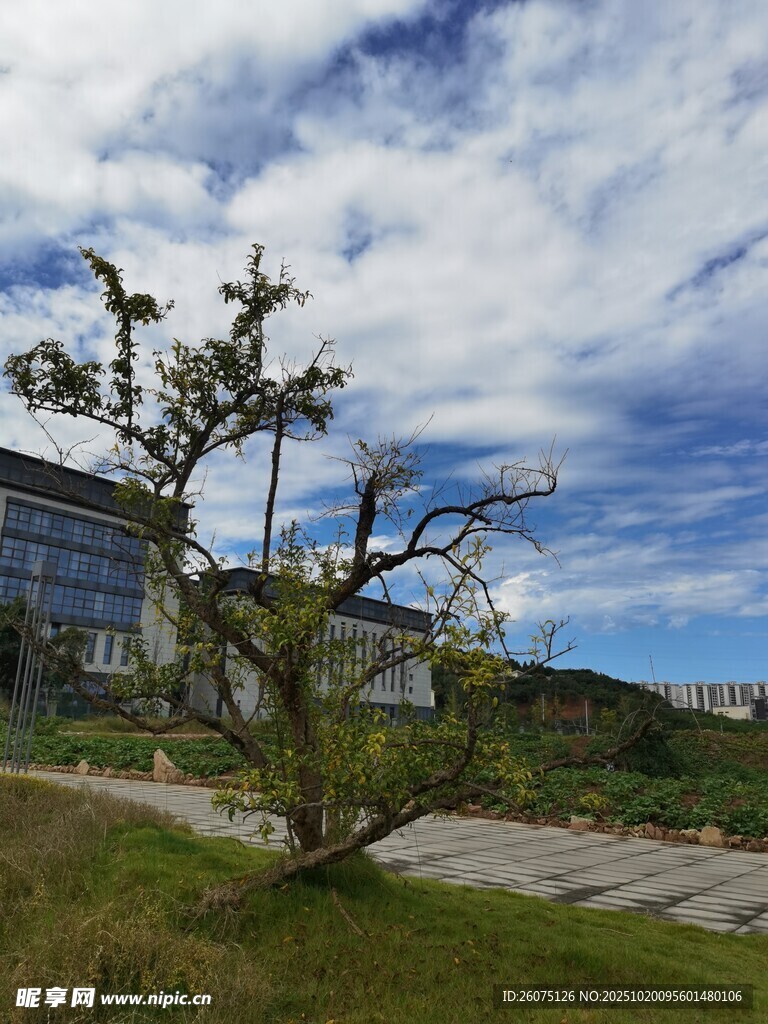 孤树挺立在开阔风景中