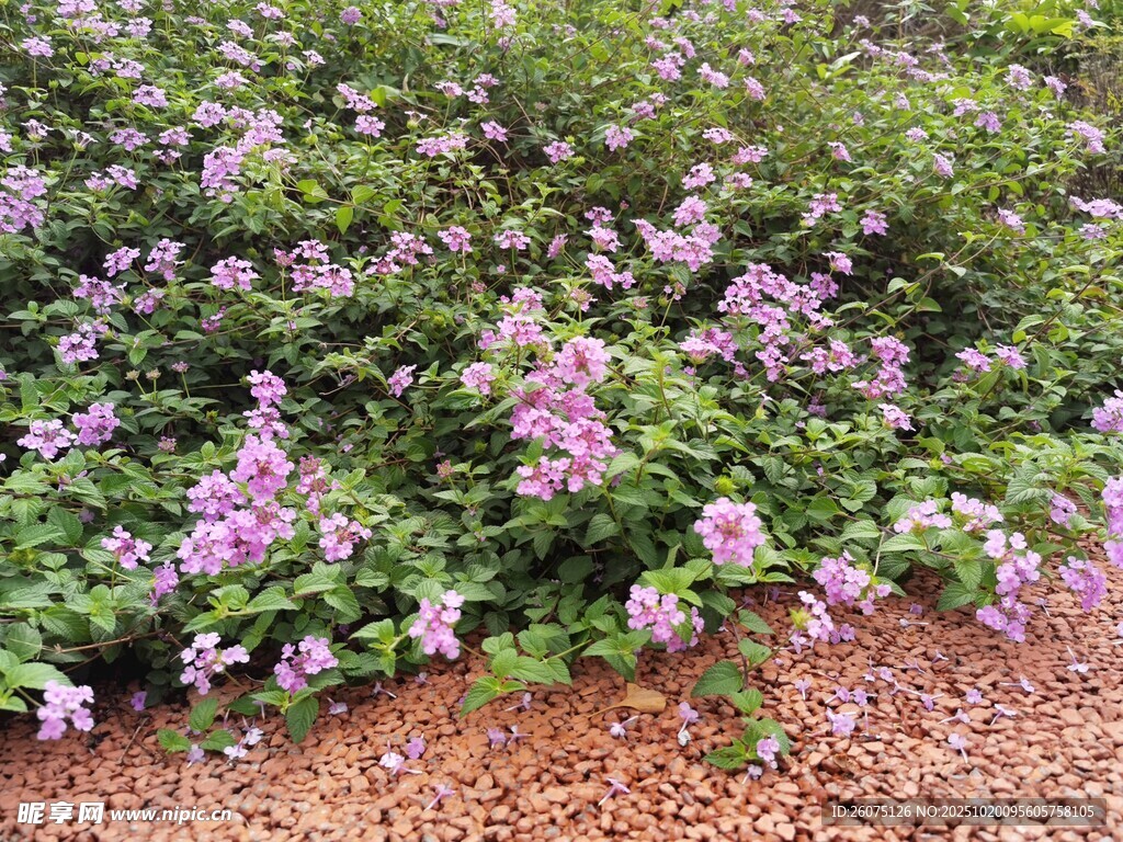 紫色花丛绽放生机