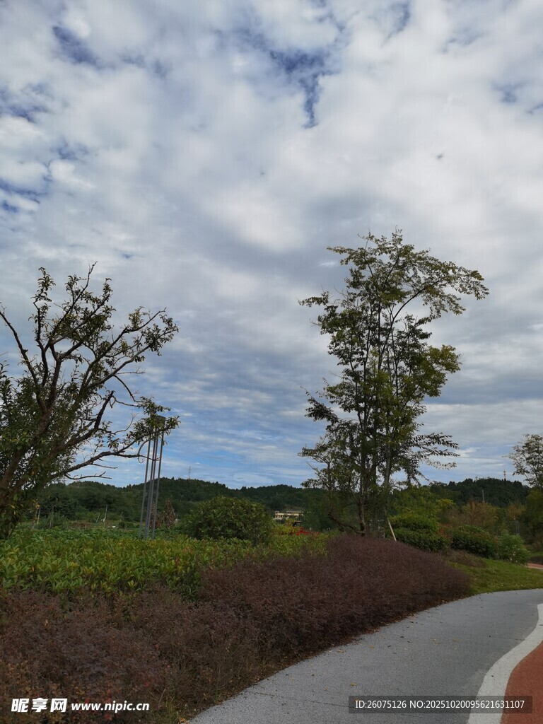 蜿蜒小路旁的葱郁景致