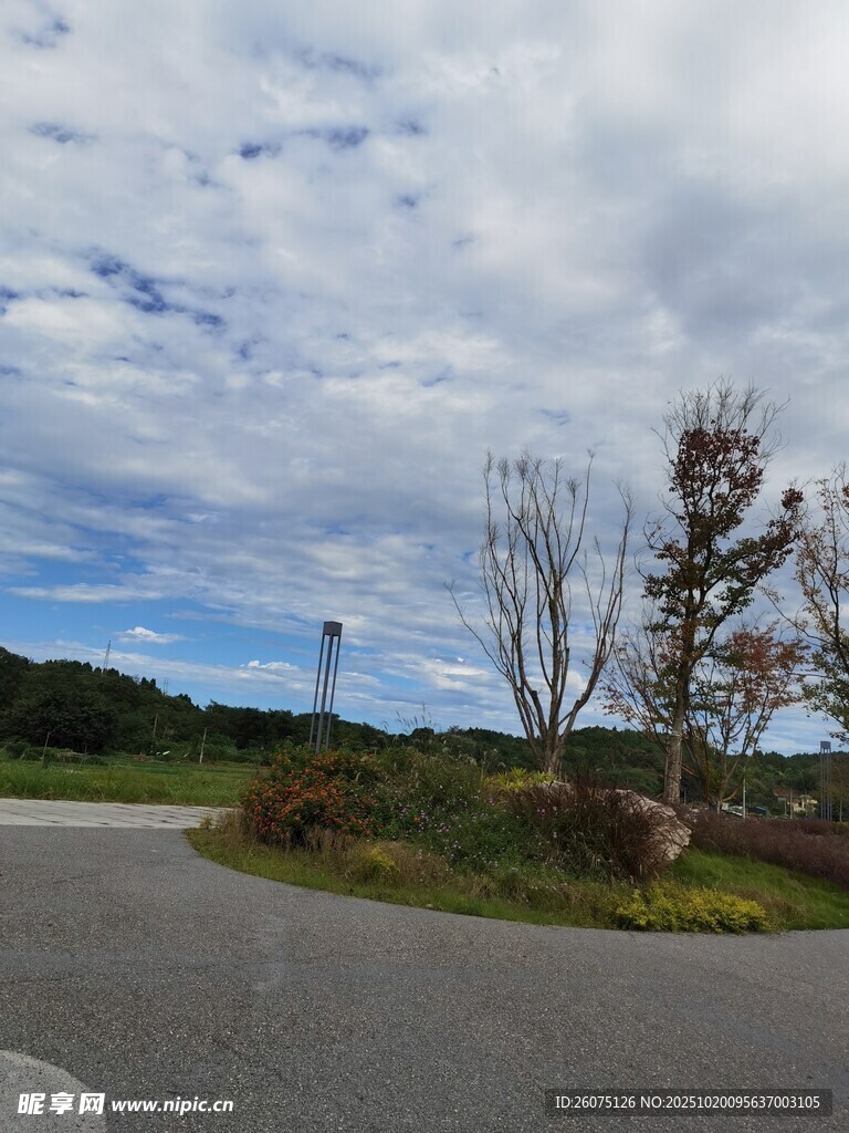 蜿蜒公路旁的独特树木