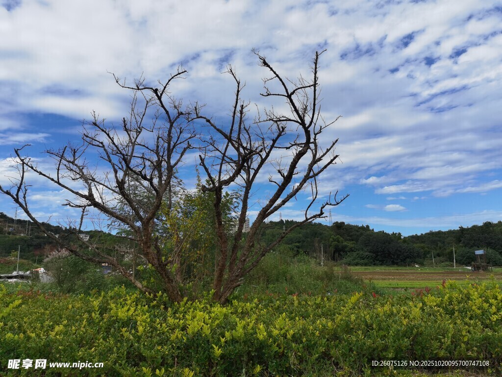 荒野枯树与烂漫黄花
