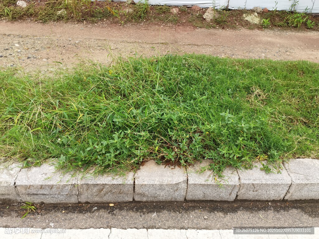 路边翠绿草坪
