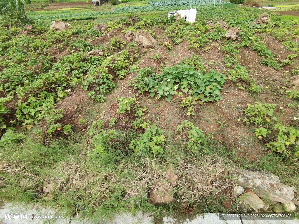 田园菜地景象