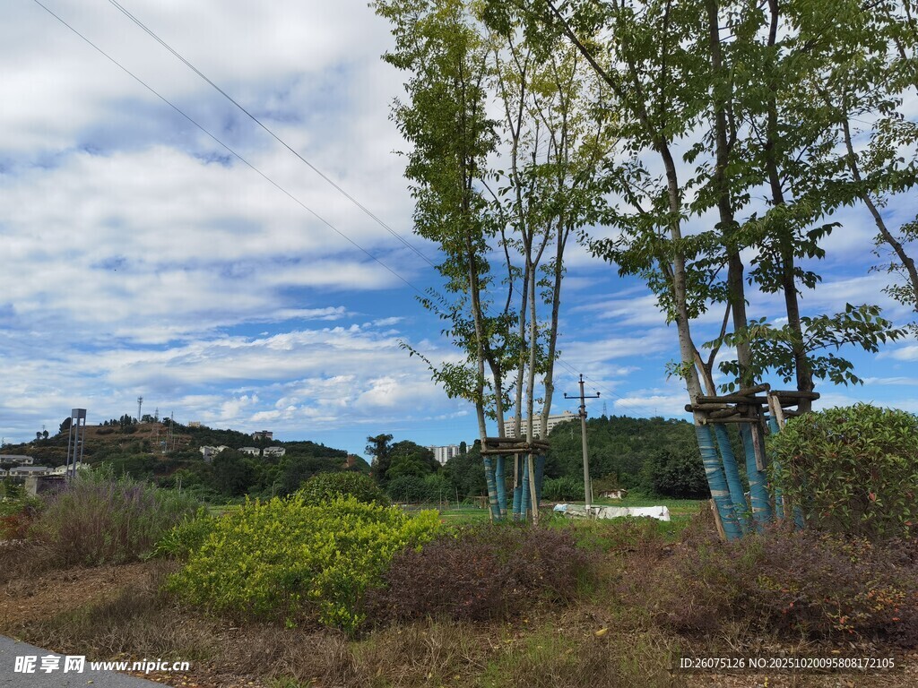 乡村路旁绿树蓝天白云景