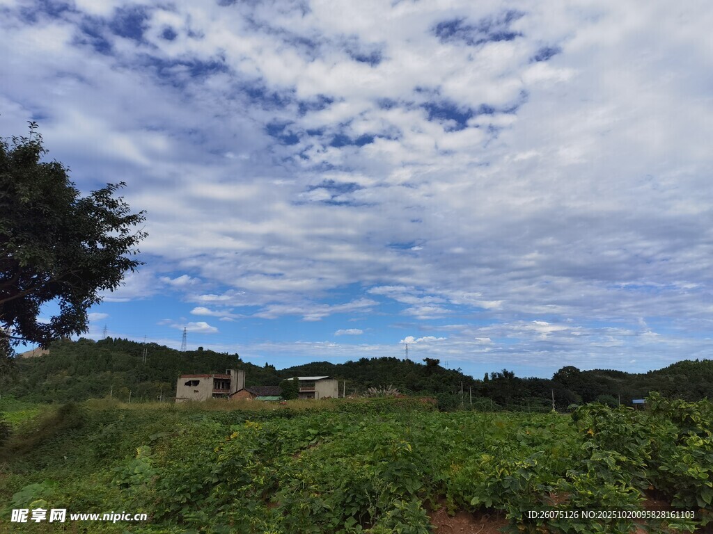 田园风光下的葱郁绿色田野