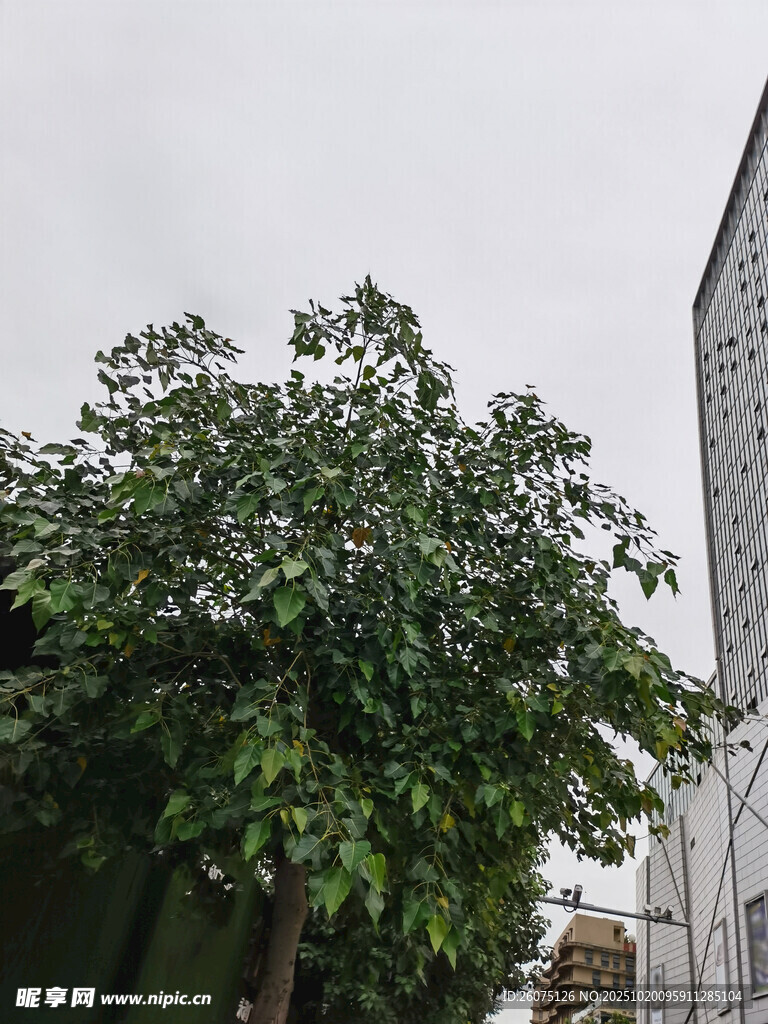 城市中茂盛的绿树