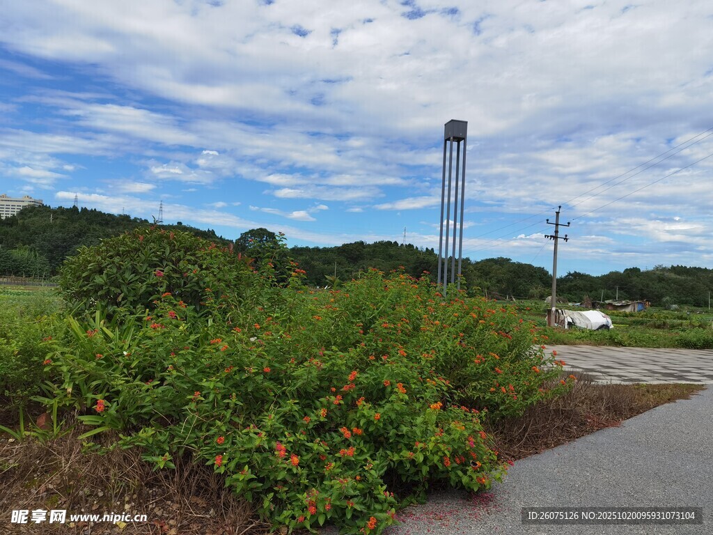 户外道路旁的绿植与塔景