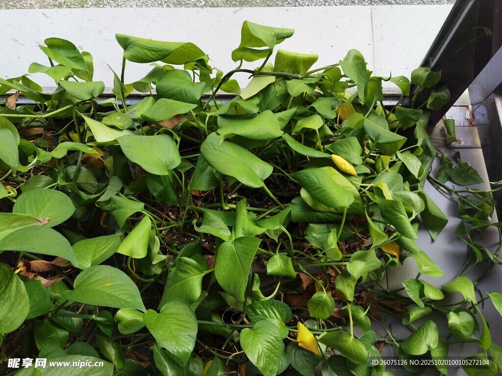翠绿繁茂的室内绿植景观