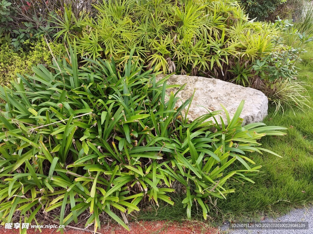 石畔绿植景观