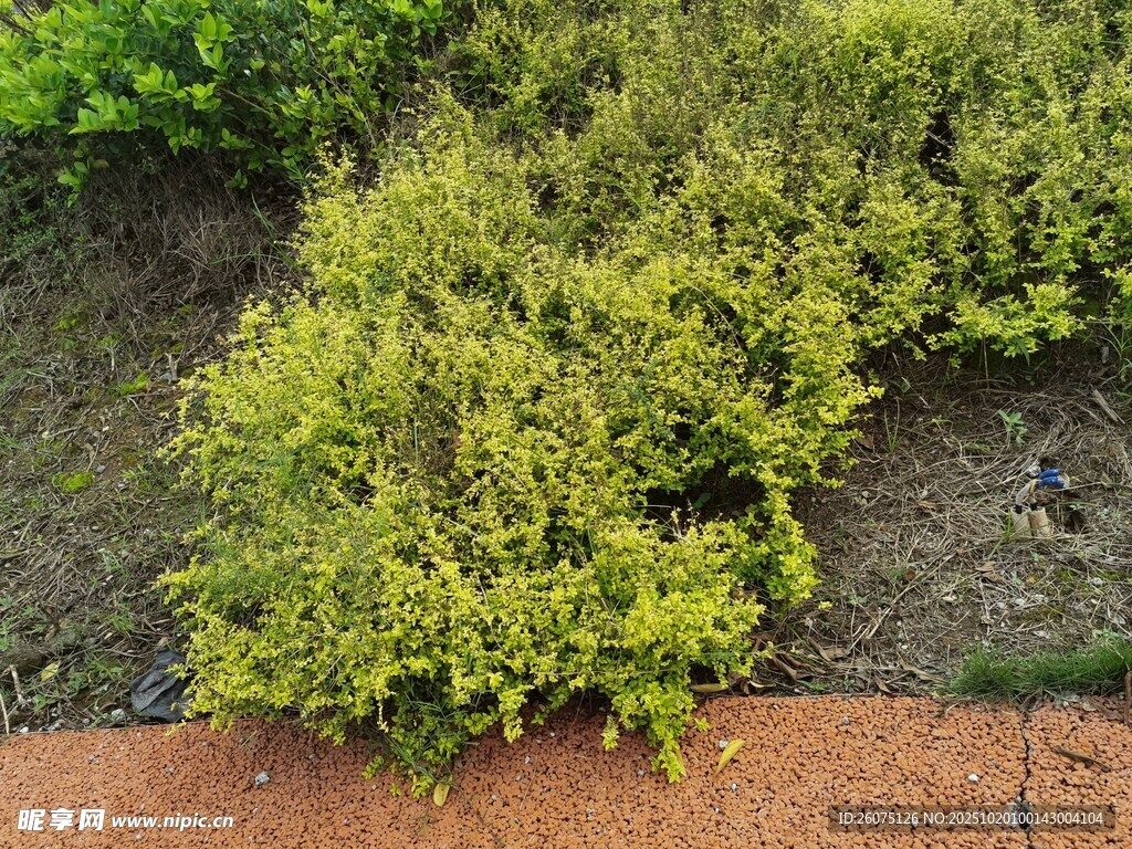 翠绿灌木植物景观一角