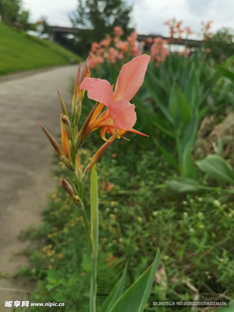 路边绽放的鲜艳粉色花朵