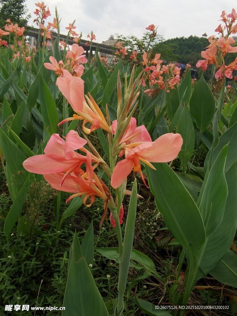 粉色美人蕉绽放于绿野