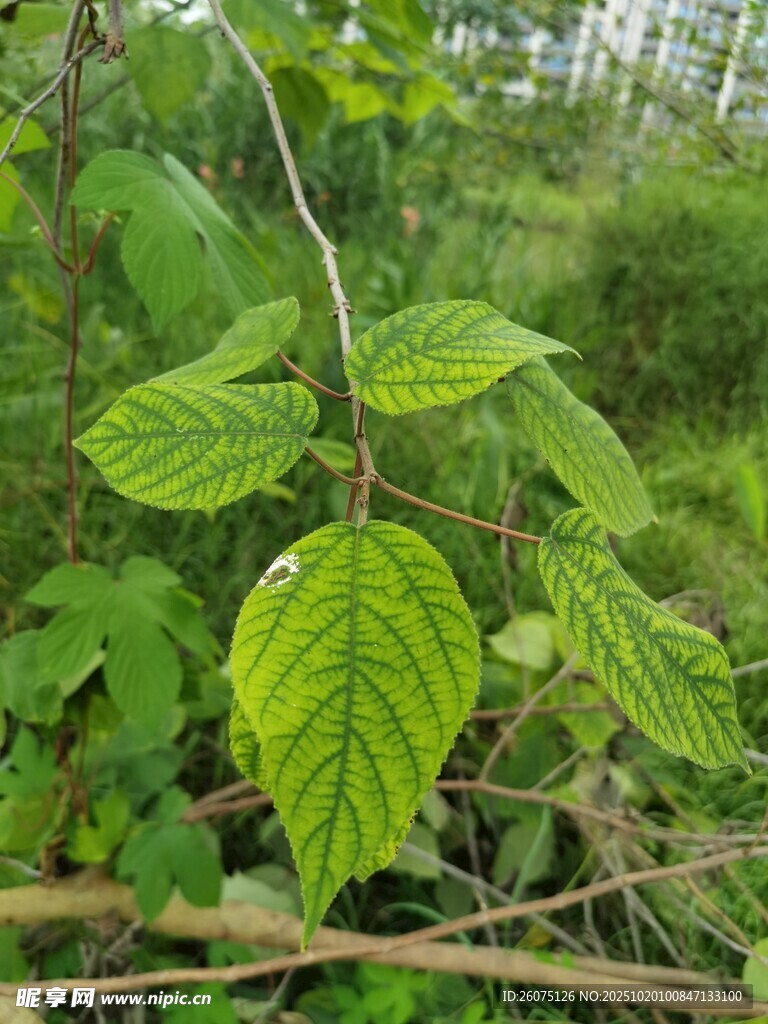 嫩绿叶片点缀繁茂枝叶