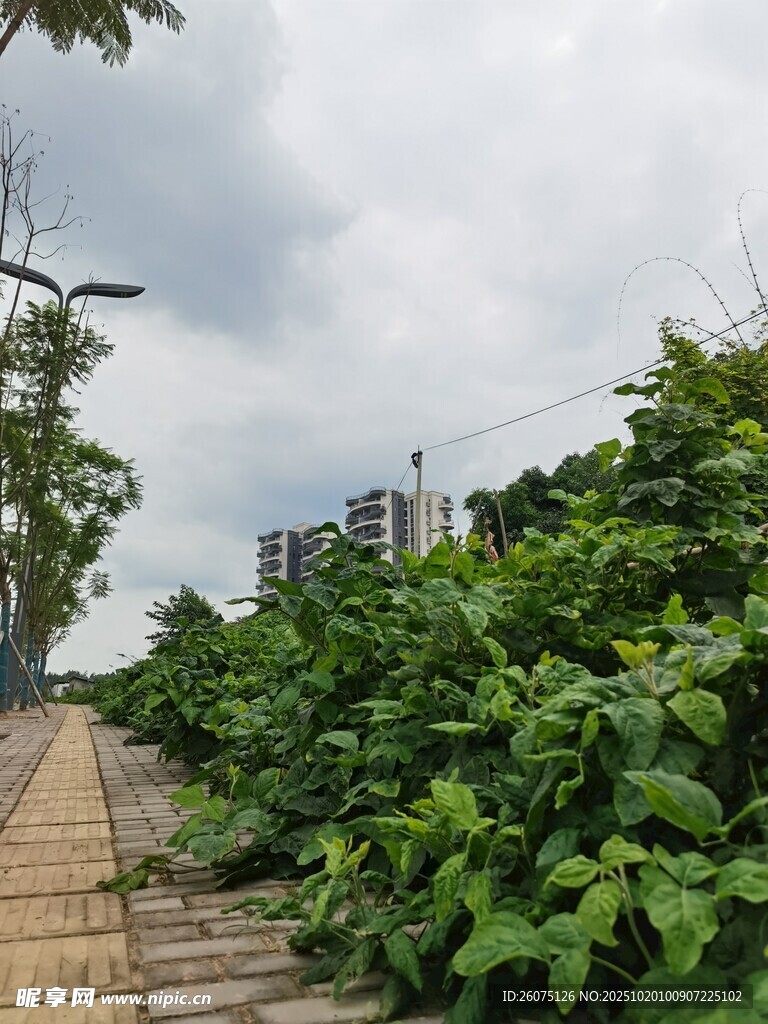 绿植环绕的木质步道