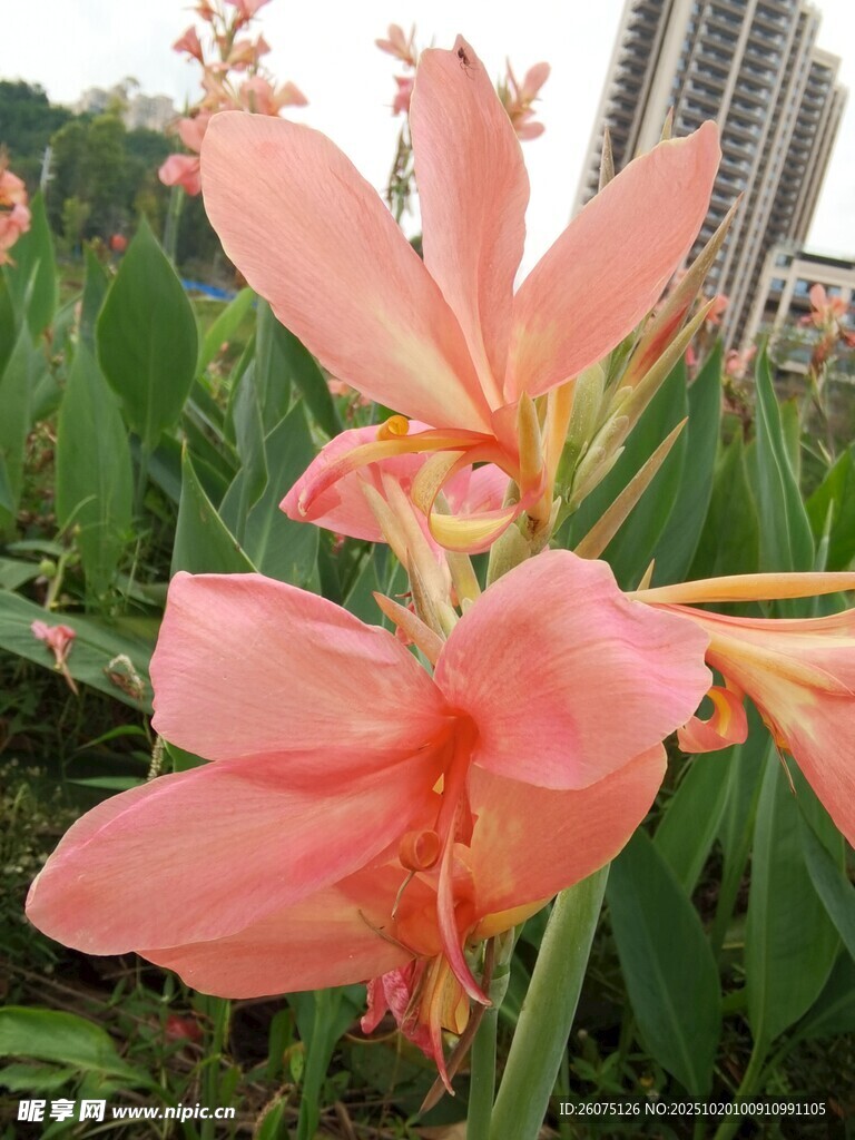 粉色美人蕉绽放