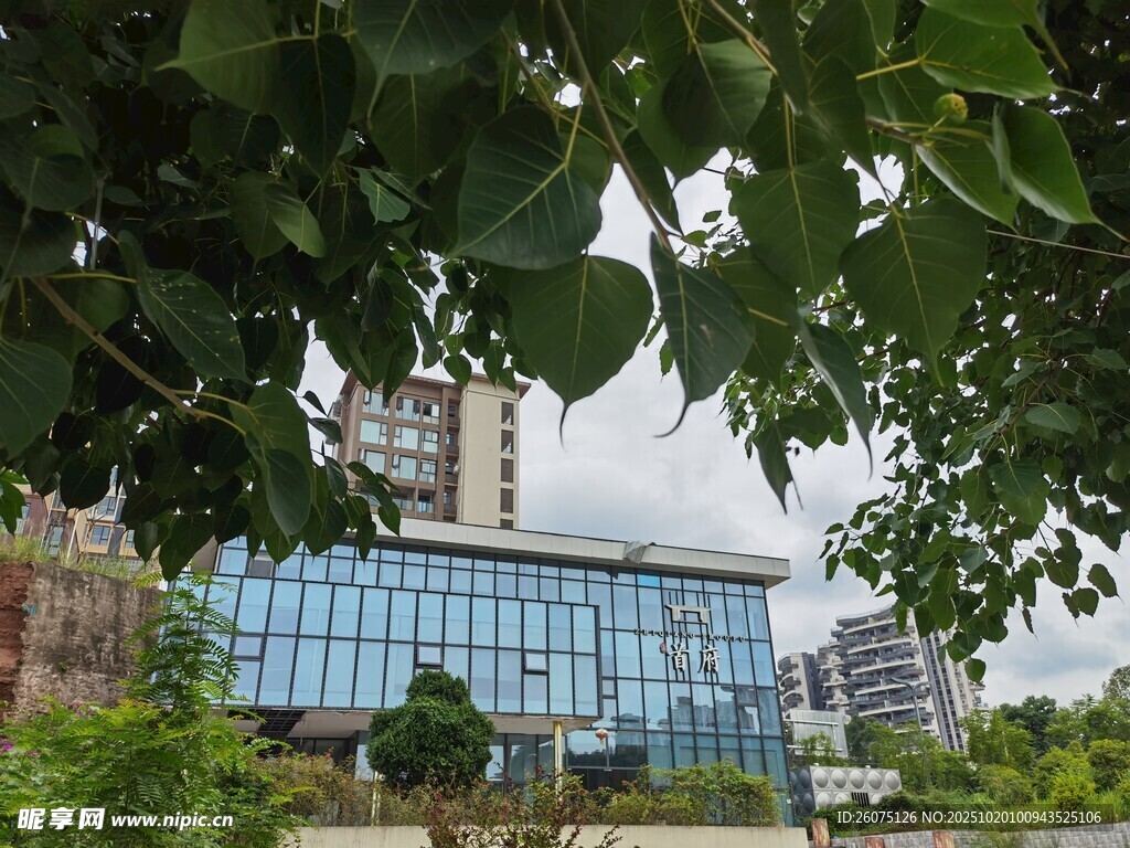 绿叶掩映下的现代建筑