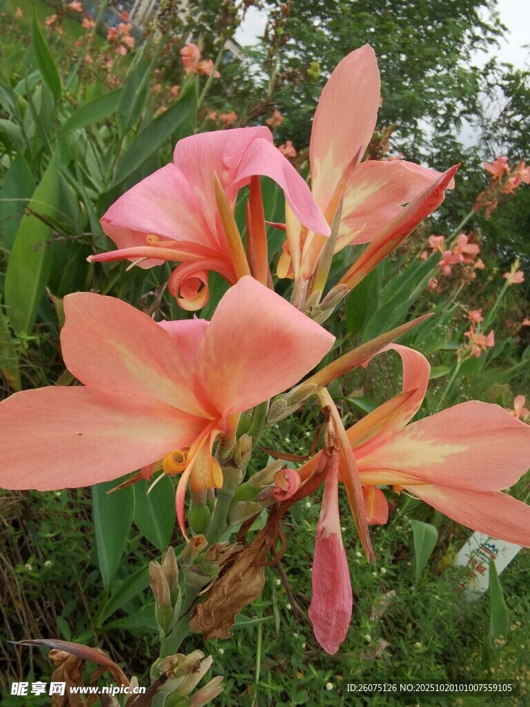 娇艳粉色花朵绽放