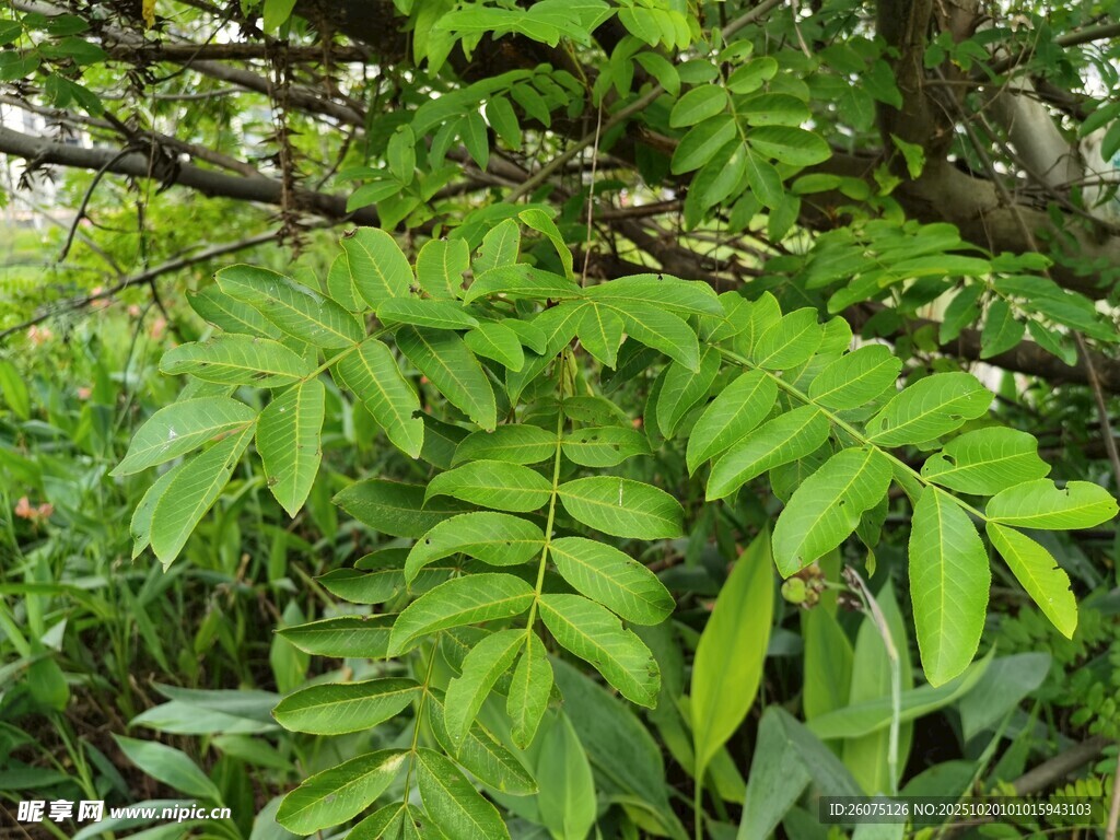 翠绿繁茂的羽状复叶植物