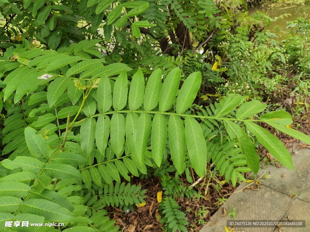 翠绿蕨类植物生机盎然