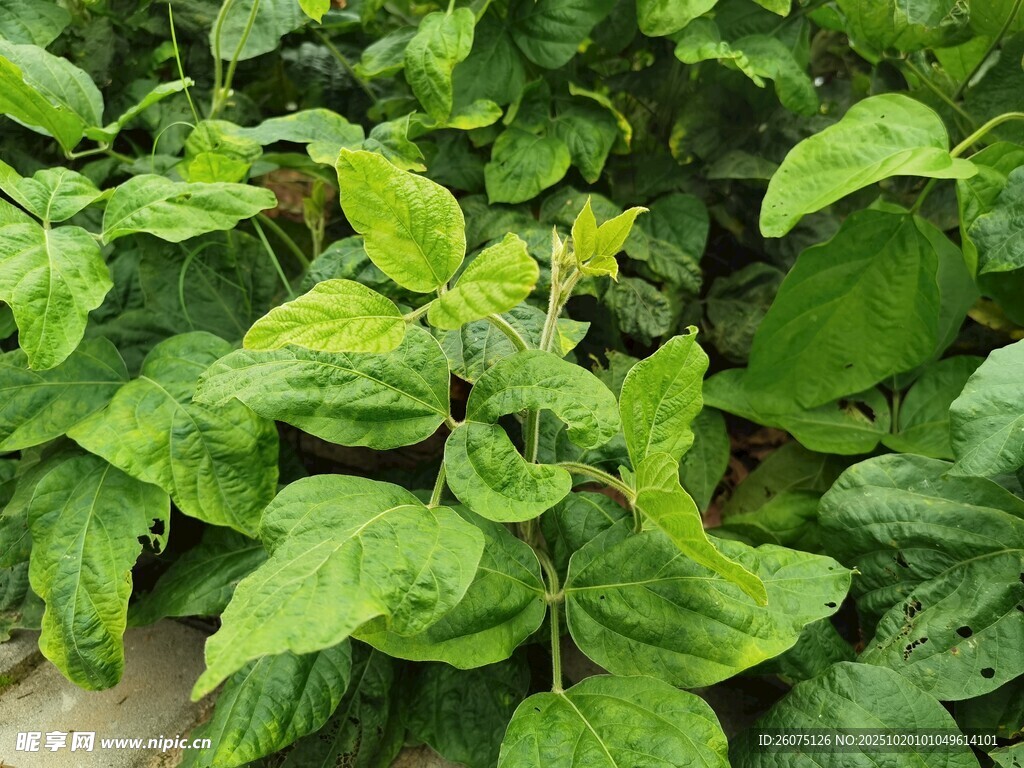 绿叶植物特写