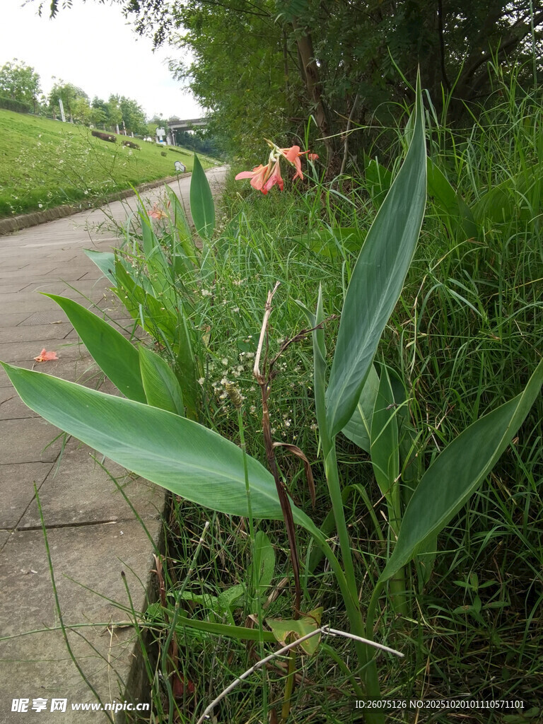 路边翠绿植物与远处景象