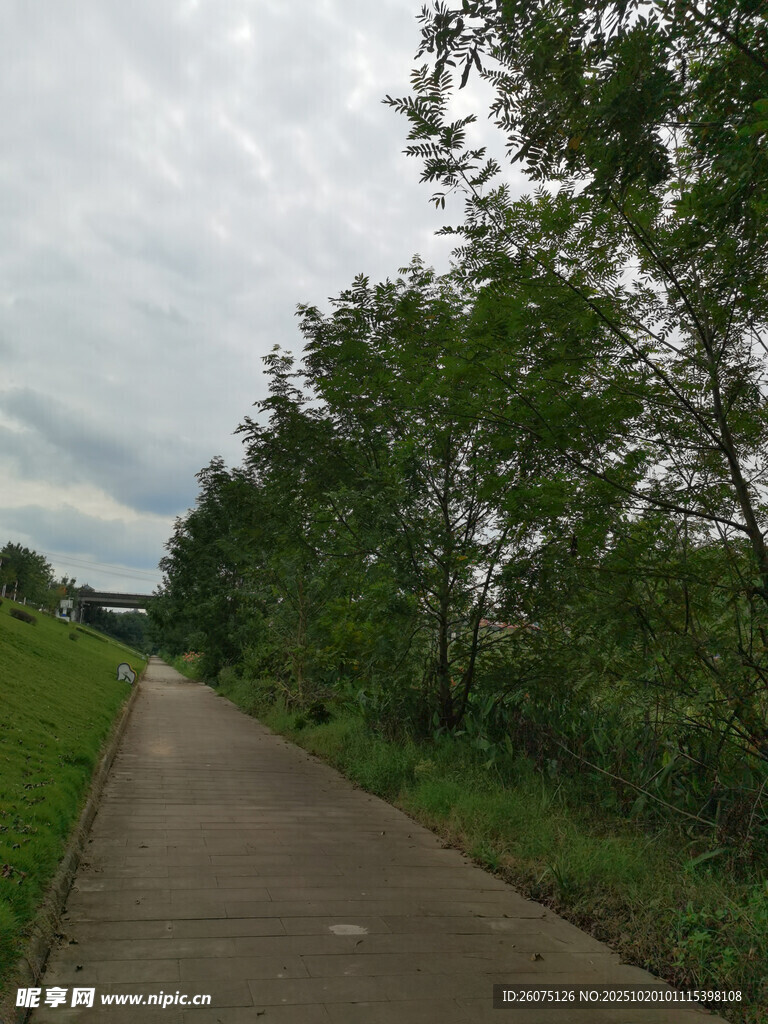 林间小径绿意盎然的风景