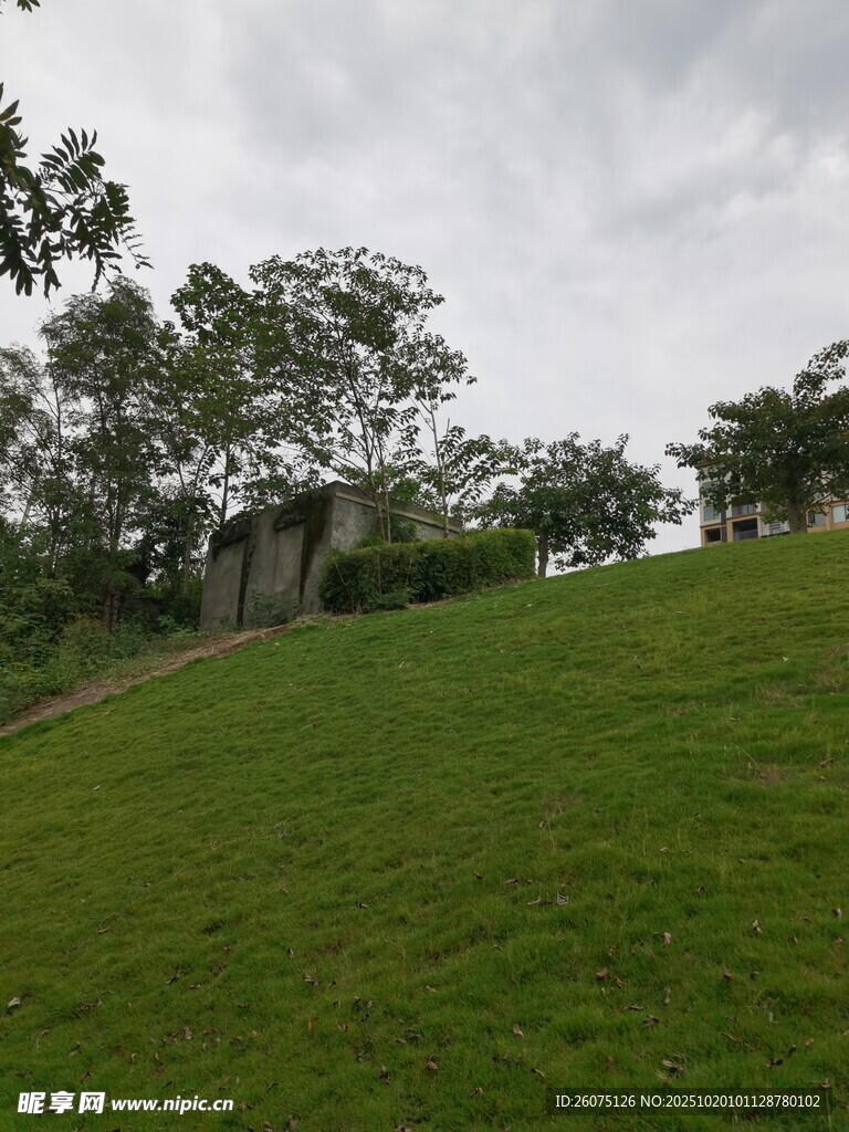 绿意盎然的山坡景色