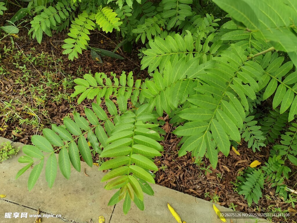 翠绿蕨类植物近景特写